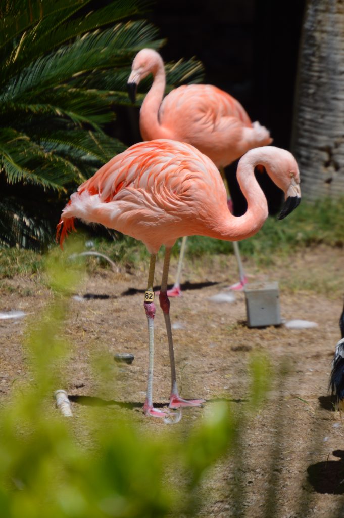 The flamingos are so photogenic and beautiful to see!